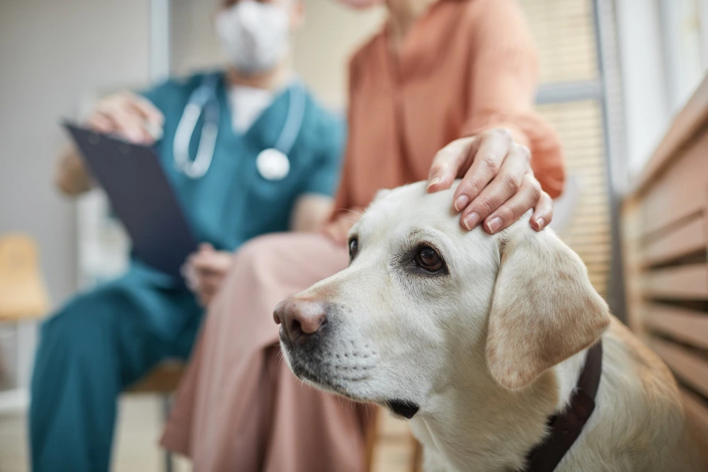 Cão labrador acompanhado da tutora na recepção do Hospital Veterinário Atienza, na Mooca