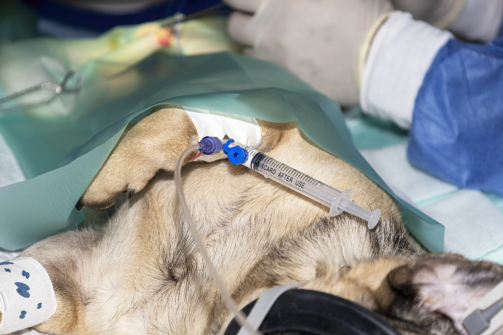 Cão anestesiado com acesso venoso durante cirurgia no centro cirúrgico do Hospital Veterinário Atienza