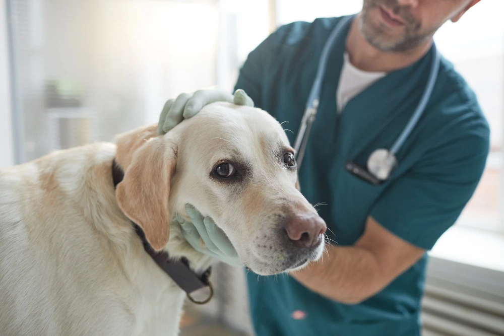 Veterinário do Hospital Veterinário Atienza examinando um cão labrador no consultório