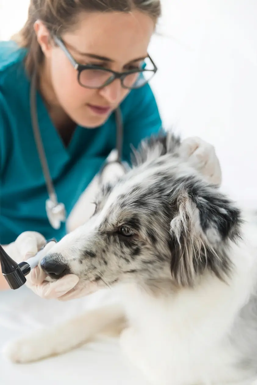 Consulta de dermatologia veterinária na Mooca: veterinária do Hospital Veterinário Atienza examinando o ouvido de um cão