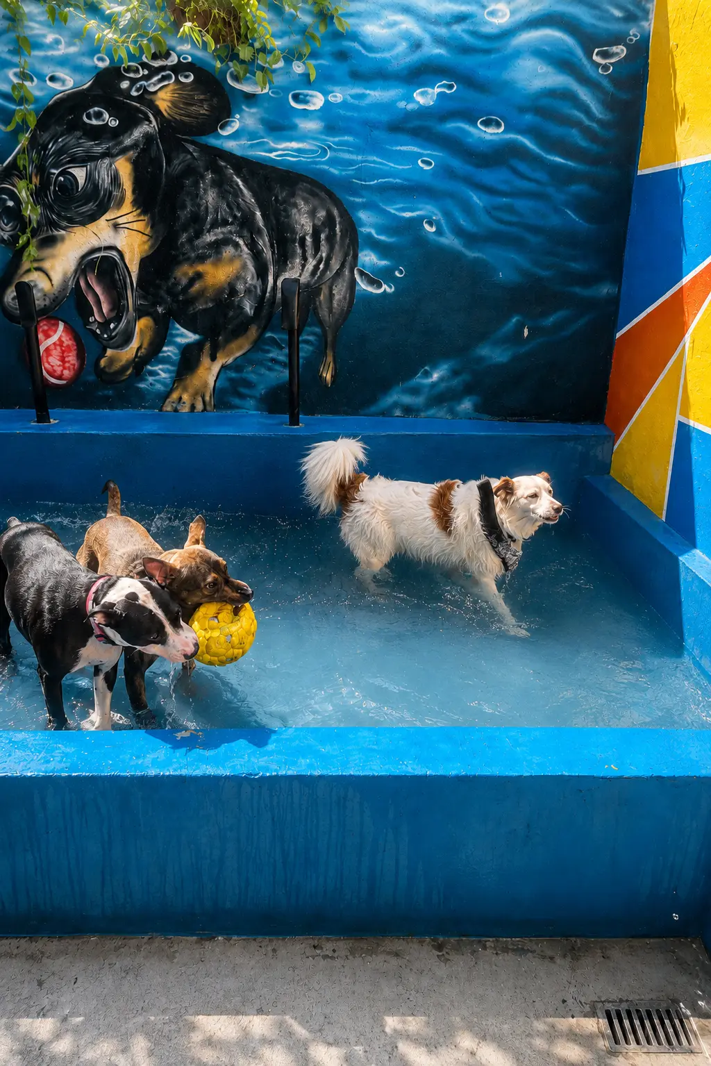 Piscina recreativa do hotel para cães Hospital Veterinário Atienza, na Mooca, com cães brincando supervisionados